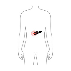 Vector isolated illustration of pancreas