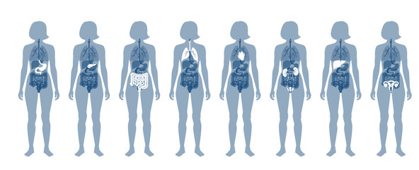 Human internal organs vector
