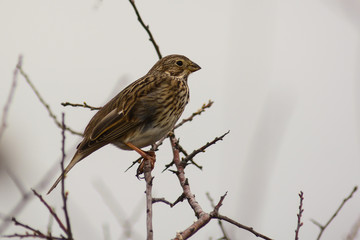 strillozzo (Emberiza calandra) su cespuglio con sfondo chiaro,primo piano