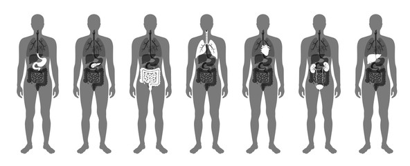 Human internal organs vector - obrazy, fototapety, plakaty