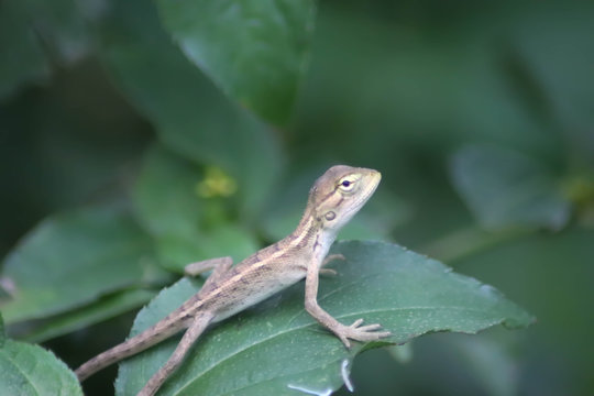 chameleon on green leaves - Image
