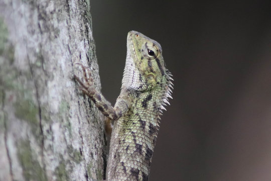 chameleon on tree - Image