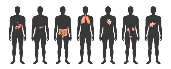 Human internal organs vector