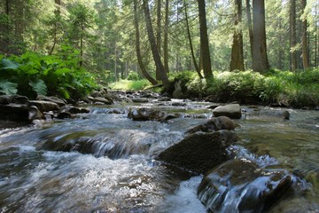 Mountain river among the forest. River in the mountain forest. The river on the slopes of the mountain Hoverla.
