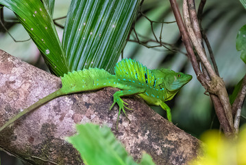 plumed basilisk, Basiliscus plumifrons, green lizard in Costa Rica
