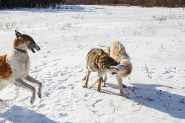 Naklejka na ściany i meble Fight of two hunting dogs of a dog and a gray wolf in a snowy field.