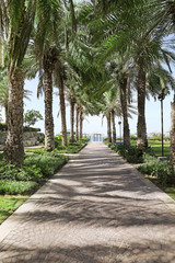 Palm alley leading to tropical beach on sunny day