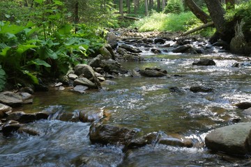 Naklejka na ściany i meble Mountain river among the forest. River in the mountain forest. The river on the slopes of the mountain Hoverla.