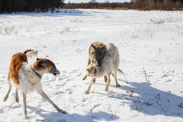 Fototapeta na wymiar Fight of two hunting dogs of a dog and a gray wolf in a snowy field.