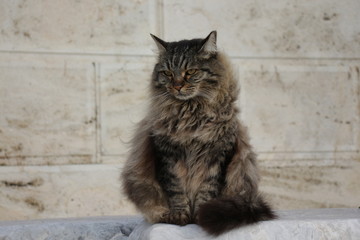 Cat named Zeus