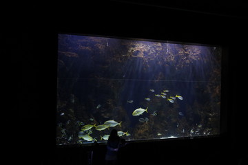 Aquarium