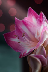 Fototapeta na wymiar spring background with amaryllis