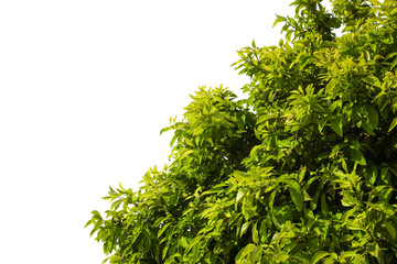 Green bush with young juicy leaves and lush branches isolated. Orange tree on a Sunny day. Diagonal arrangement, front view.