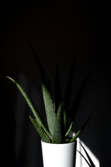 Aloe Vera plant in white pot isolated on white background.