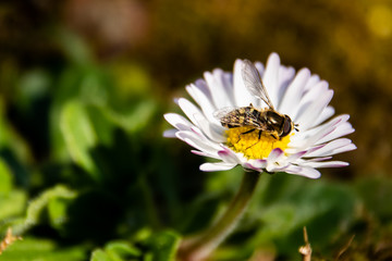 Fliege auf Gänseblümchen