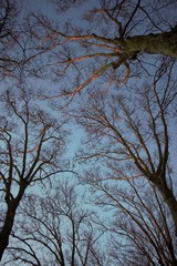 cime des arbres en feu