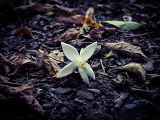 plumeria is on the ground.