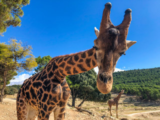 close up of giraffe head in feeding time 