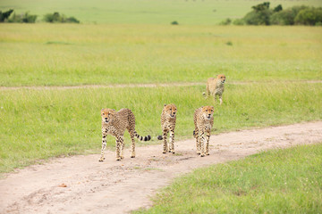 Cheetahs are walking through savannah