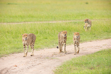 Cheetahs are walking through savannah