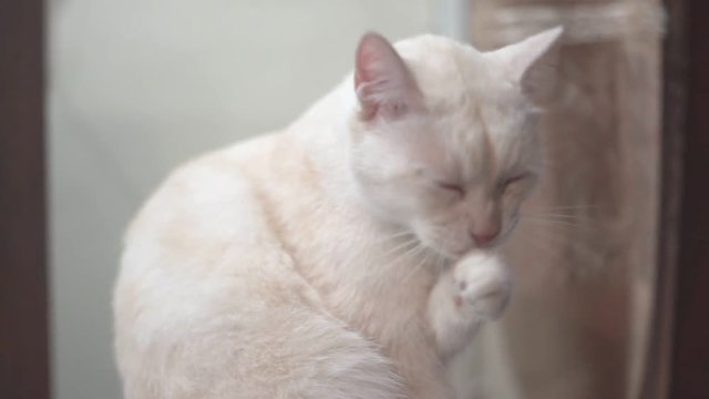 a white cat licking his hand after finishing food in slowmotion mode