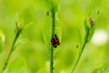 Froghopper