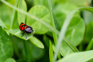 Froghopper