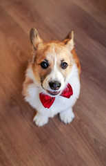 cute little puppy in festive red butterfly sits on the floor and looks up at the host