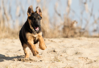 active puppy german shepherd
