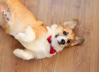 cute little Corgi pup in a festive red bow tie and gastuche lying on wooden floor funny crossed his legs