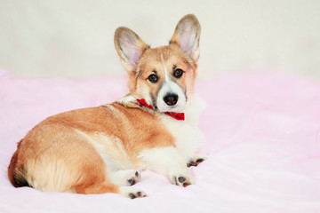 portrait of cute little puppy dog red Corgi lying on fluffy pink blanket and looking straight