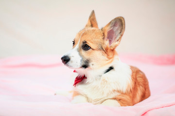 portrait of cute little puppy dog red Corgi lying on fluffy pink plaid and looking into the distance