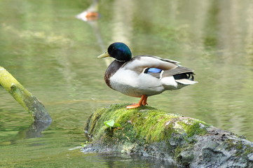 Ente1