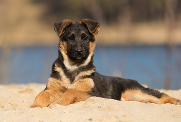 puppy german shepherd