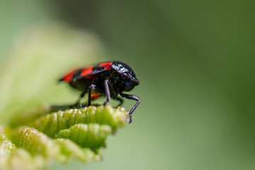 Froghopper