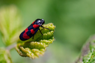 Froghopper