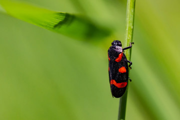 Froghopper