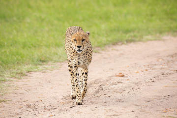 Cheetahs are walking through savannah © Alexey Osokin