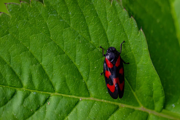 Froghopper