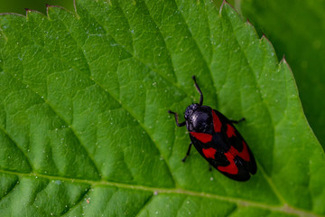 Froghopper
