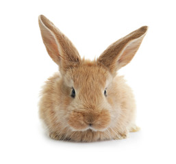 Adorable furry Easter bunny on white background