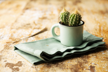 Cactus dans un pot pour décoration intérieure