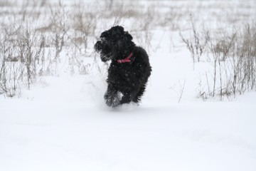 portrait of a giant  schnauzer during a snowfall in the field