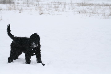 portrait of a giant  schnauzer during a snowfall in the field