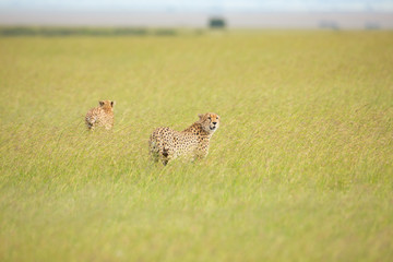 Cheetahs are walking through savannah