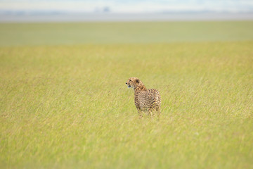 Cheetahs are walking through savannah