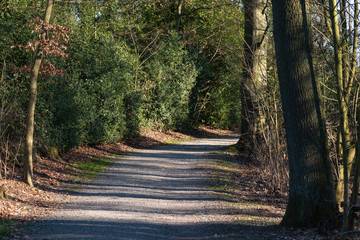Bending gravel trail in a spring forest