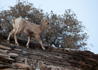 A young desert big horned sheep walks along the top of a red sandstone cliff in front of scrub oak bushes in Zion national park Utah. 