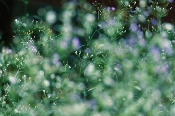 blue and white flowers bloom thrives in the rainy season in February.