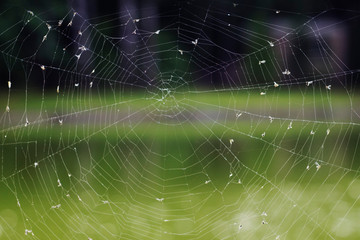 Cobweb ,spiderweb with water drop. Close up Cobweb ,spiderweb with water drop.